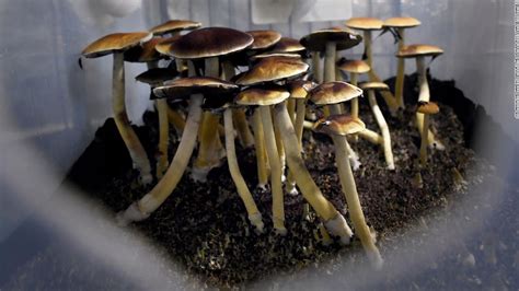 Canada Approves Psychedelic Mushroom Treatment For 4 Terminally Ill