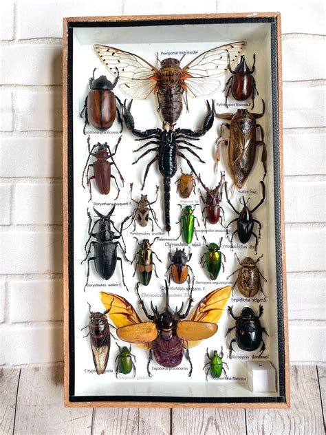Insect Display Box Frame Display Case Bug Insect 6 Etsy