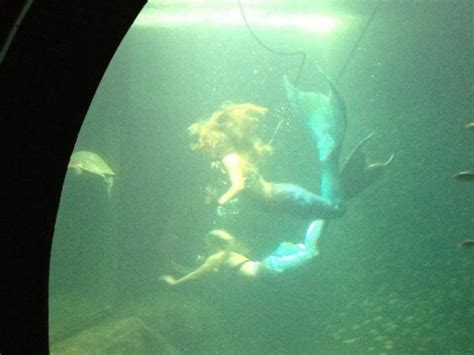 Mermaids At The Florida Aquarium By Downtown Tampa Love This Place