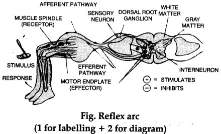 A reflex arc is a neural pathway that controls a reflex. Draw a labelled diagram of reflex arc that operates when a ...
