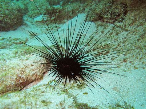 Tourist Died After Stepping On A Sea Urchin In The Philippines