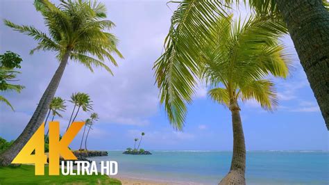 4k Beach Scene Pacific Ocean Beach With Palm Trees 5 Hrs Youtube