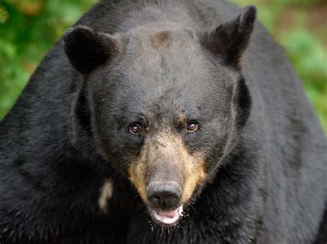 Schwarzbären im Vince Shute Wildlife Sanctuary in Minnesota (USA) - Der