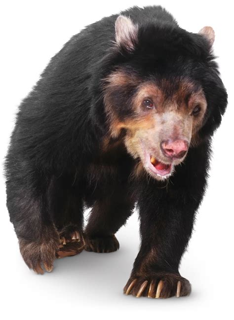 Dk Learning Make Every Lesson Your Best Yet Bear Habitat Bear