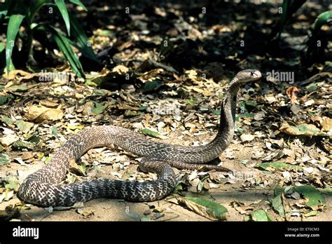Indian Spectacled Cobra Snake Naja Naja Naja Stock Photo Alamy