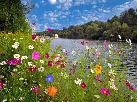 Beautiful Flowers Over River Stock Photo Image Of Spring River