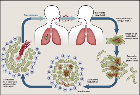 Host Evasion And Exploitation Schemes Of Mycobacterium Tuberculosis