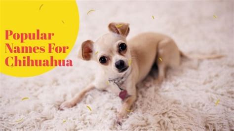 350 Chihuahua Dog Names Popular And Adorable Names Ideas