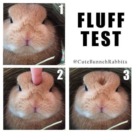 19 Bunny Memes And Photos That Will Warm Your Heart Cuteness