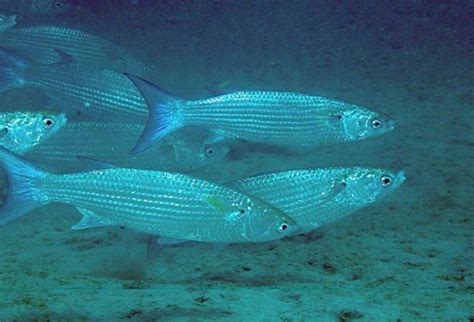 Perawatan ikan air laut bisa dibilang lebih sulit dibandingkan dengan jenis ikan tawar. Nama Nama Ikan Laut Dan Gambarnya Terlengkap | Nama-Nama Hewan