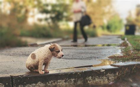 Consecuencias Y Estadísticas Del Maltrato Aniaml Maltrato Animal En