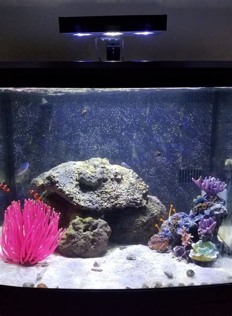 Build Thread Biocube 29 And 10g Reboot Reef2reef Saltwater And Reef