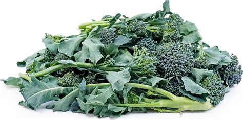 Baby Broccoli Information Recipes And Facts
