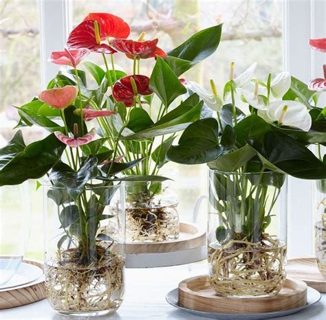 Daftar isi tips merawat bunga hias supaya subur gunakan 10 bibit bunga ini untuk menghasilkan bunga alami di rumahmu bisa hidup dengan mudah di dataran rendah hingga dataran tinggi. Wow 16+ Gambar Bunga Di Pot Kecil - Gambar Bunga Indah