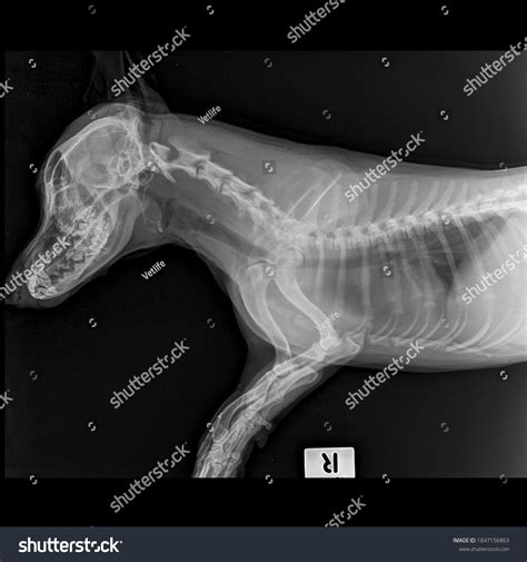 218 Dog Lateral X Ray Images Stock Photos And Vectors Shutterstock