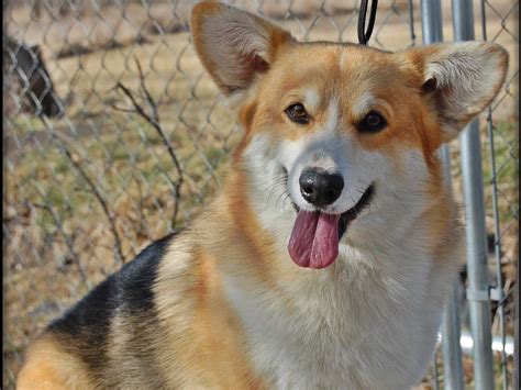 The corgi is a fairly unusual breed, yet they do from time to time end up in rescues. Pembroke Welsh Corgi Puppies For Sale - AKC Marketplace