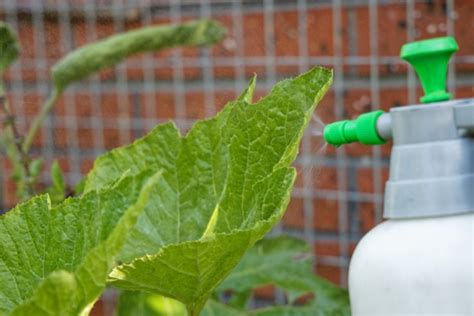 How To Make Horticultural Oil Spray For Organic Pest Control Deep