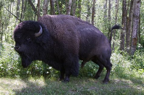Bison Buffalo Canada Elk Island Free Photo On Pixabay Pixabay