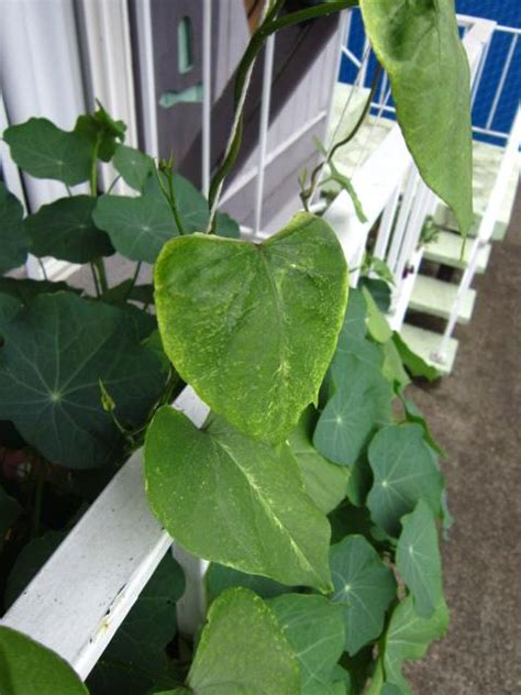Yes of course why not? diseases - Why are my morning glories stunted/deformed ...
