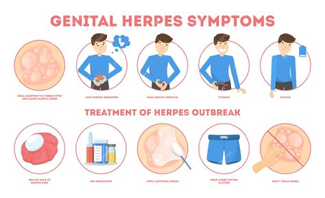 premium vector genital herpes symptoms infectious dermatology disease illustration