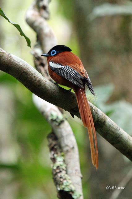 Nature And More Madagascar Paradise Flycatcher ©cliff Buckton