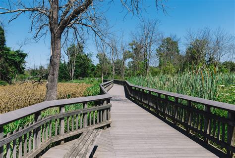 Walk farther out into the park and there is a boardwalk that extends out into the marshes all the way to the anacostia river, with plenty of birds, animals, turtles. Kenilworth Aquatic Gardens, Washington DC (Pictures)