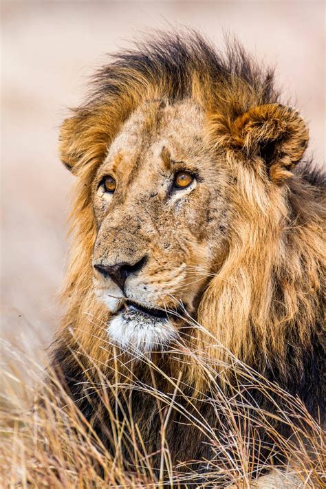 Portrait Of A Male African Lion Photographic Print For Sale