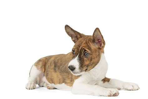 Basenji Puppies For Sale