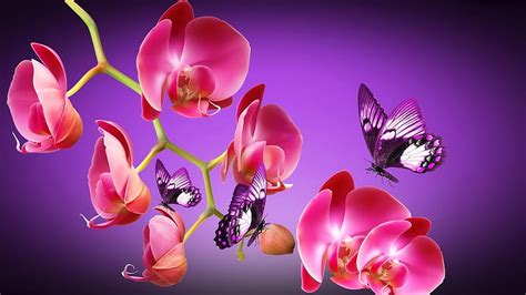 Orchids And Butterflies Pretty Lovely Butterfly Orchid Flower