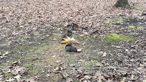 Delaware Grey Squirrels Youtube