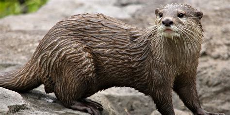Asian Small Clawed Otters As Pets Pets Retro