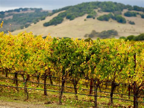 Self Guided Wine Tour Of Napa Valley Wine History Tours
