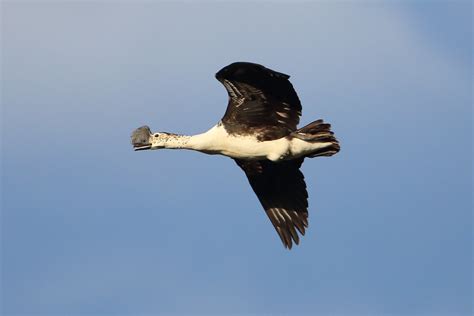 Comb Duck Naturetrek Wildlife Holidays Flickr