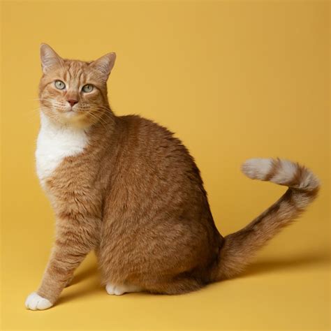 Cat Portrait Pictures Download Free Images On Unsplash