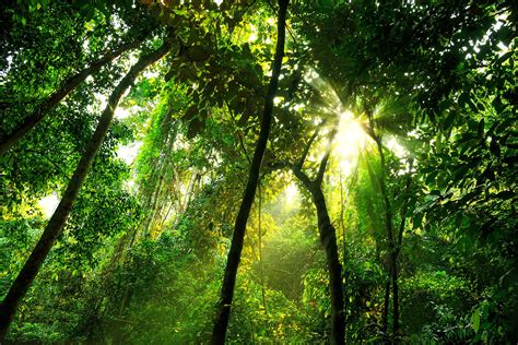 Scientists have long suspected the richness of the canopy as a habitat, but. What is the structure of the tropical rainforest ...