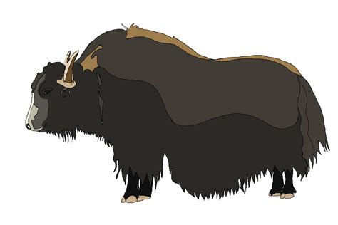 Yak Clipart Musk Ox Yak Musk Ox Transparent Free For Download On