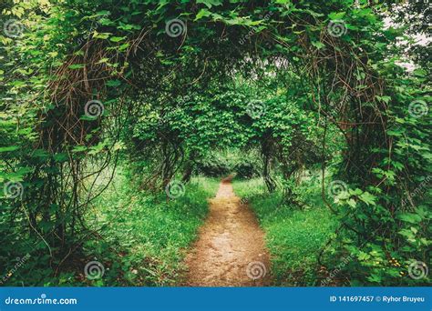 Beautiful Alley In Park Garden Landscaping Design Stock Image Image