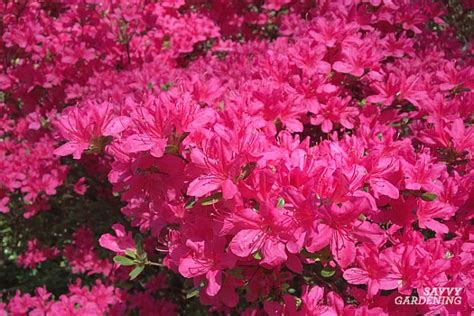 Pink Spring Flowering Shrub Identification Pretty In Pink 10 Shrubs
