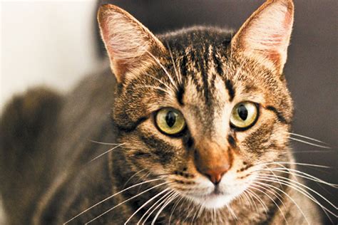 Understanding how is challenging because many genes are involved. What It Means to Be a Tabby Cat - Catster