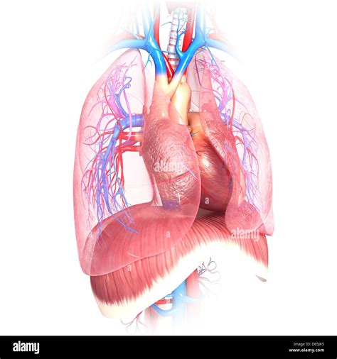 Chest Anatomy Artwork Stock Photo Alamy