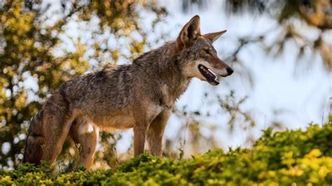 Coyote Sightings Are On The Rise In Neighborhoods Across The Country