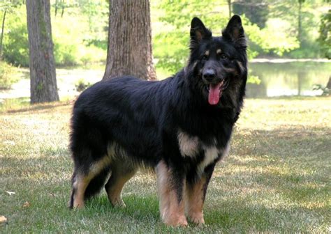 Shiloh Shepherd Breeders Puppies And Breed Information