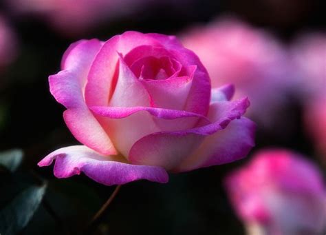 The Fragrance Of Love June Flower Beautiful Flowers Rose