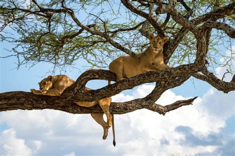 Tree Climbing Lions Lake Manyara National Park Acacia Safaris