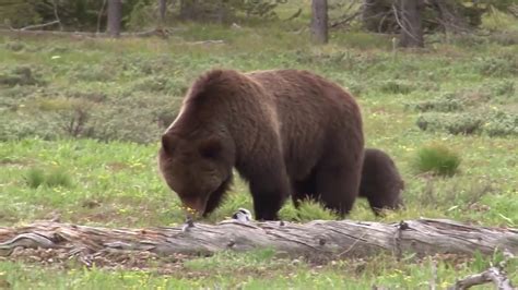 First Grizzly Bear Sighting Of 2019 Reported In Yellowstone National