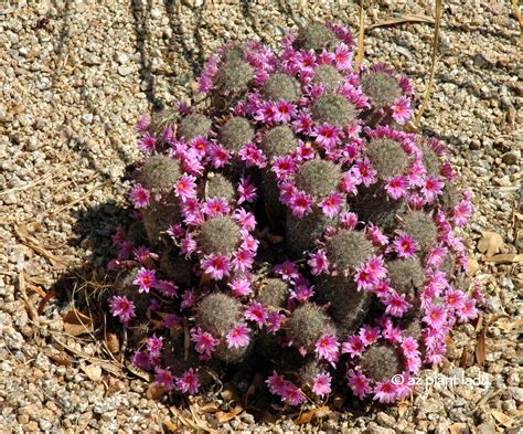 Humidity from monsoon season brings a purple explosion for the arizona desert. Cactus Flowers Color the Desert Landscape - Ramblings from ...