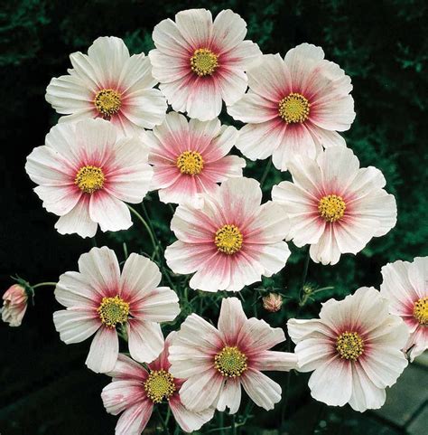 Cosmos ‘daydream Cosmos Bipinnatus Annual Flowers Seed Flower