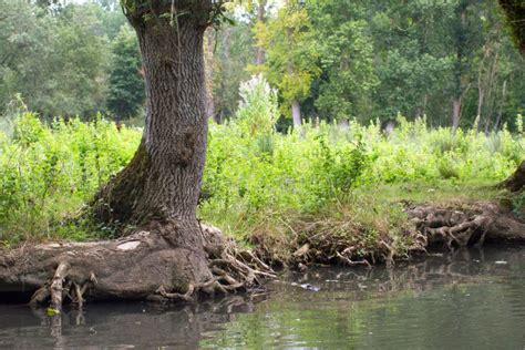 Pollarded Ash Tree Roots Keeping Together The Swamp Banks Stock Image