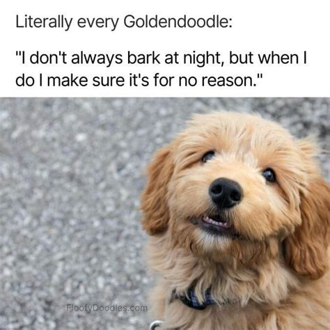 21 Funny Goldendoodle Memes Only Owners Understand