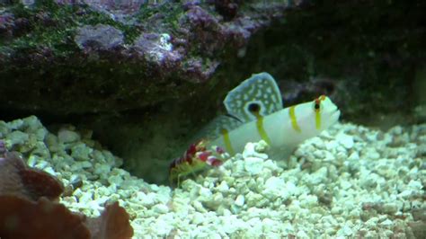 Randalls Goby And Pistol Shrimp In High Def Youtube